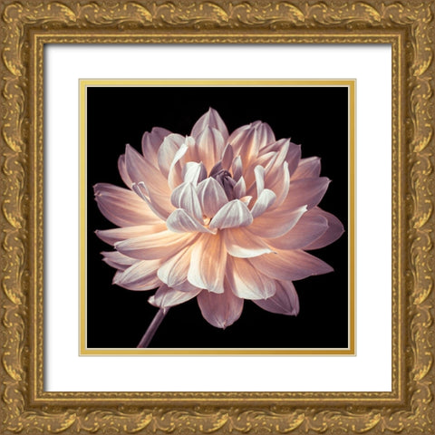 Dahlia flower close-up Gold Ornate Wood Framed Art Print with Double Matting by Frank, Assaf