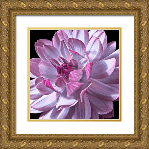 Dahlia flower close-up Gold Ornate Wood Framed Art Print with Double Matting by Frank, Assaf