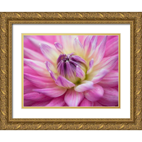 Dahlia flowers Gold Ornate Wood Framed Art Print with Double Matting by Frank, Assaf