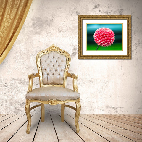 Dahlia flowers Gold Ornate Wood Framed Art Print with Double Matting by Frank, Assaf
