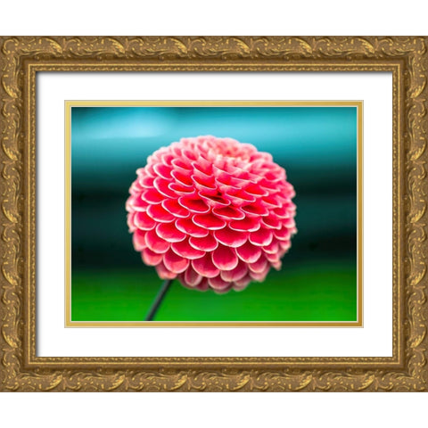 Dahlia flowers Gold Ornate Wood Framed Art Print with Double Matting by Frank, Assaf