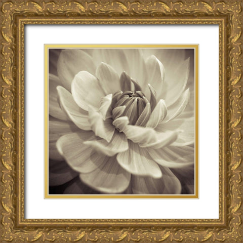 Dahlia Flowers Gold Ornate Wood Framed Art Print with Double Matting by Frank, Assaf