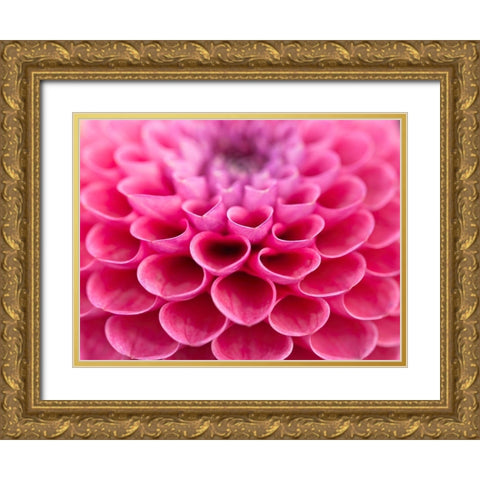 Dahlia Flower Gold Ornate Wood Framed Art Print with Double Matting by Frank, Assaf