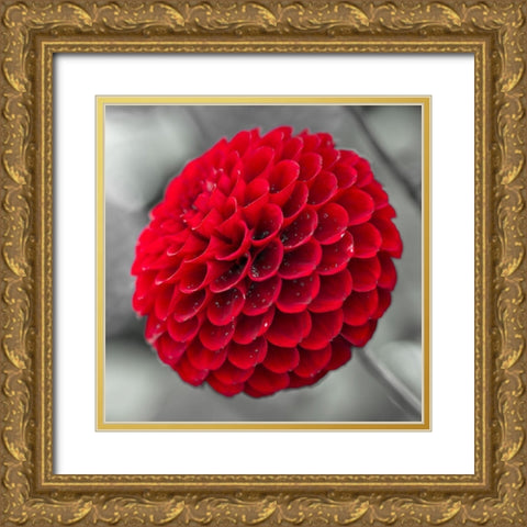Dahlia Flowers Gold Ornate Wood Framed Art Print with Double Matting by Frank, Assaf
