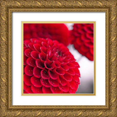 Dahlia Flowers Gold Ornate Wood Framed Art Print with Double Matting by Frank, Assaf
