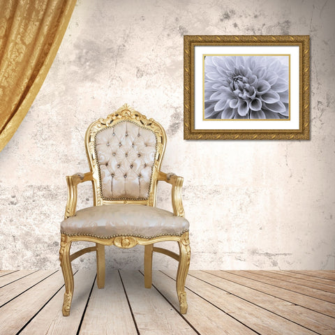 Dahlia flower - Full frame Gold Ornate Wood Framed Art Print with Double Matting by Frank, Assaf