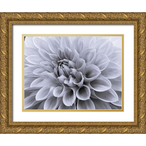 Dahlia flower - Full frame Gold Ornate Wood Framed Art Print with Double Matting by Frank, Assaf