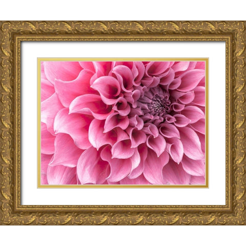 Dahlia flower - Full frame Gold Ornate Wood Framed Art Print with Double Matting by Frank, Assaf