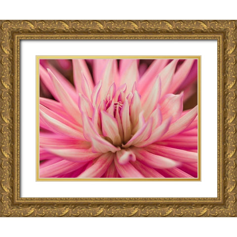 Dahlia Flower Gold Ornate Wood Framed Art Print with Double Matting by Frank, Assaf