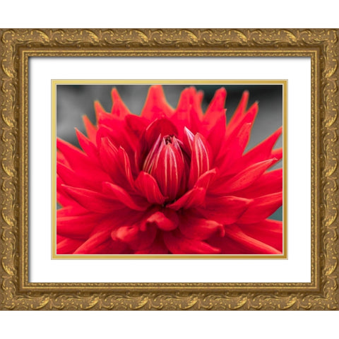 Dahlia Flowers Gold Ornate Wood Framed Art Print with Double Matting by Frank, Assaf
