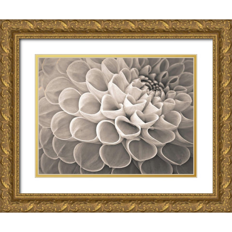 Dahlia Flowers Gold Ornate Wood Framed Art Print with Double Matting by Frank, Assaf