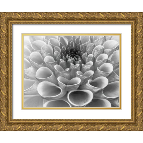 Dahlia Flower Gold Ornate Wood Framed Art Print with Double Matting by Frank, Assaf