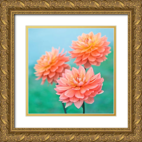 Dahlia Flowers Gold Ornate Wood Framed Art Print with Double Matting by Frank, Assaf