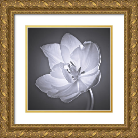 Tulip flower Gold Ornate Wood Framed Art Print with Double Matting by Frank, Assaf