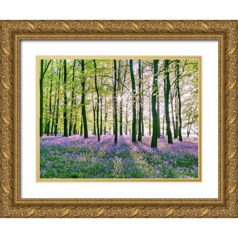 Bluebells covering forest floor Gold Ornate Wood Framed Art Print with Double Matting by Frank, Assaf