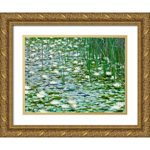 Water Lilies Gold Ornate Wood Framed Art Print with Double Matting by Frank, Assaf