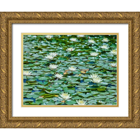 Water Lilies Gold Ornate Wood Framed Art Print with Double Matting by Frank, Assaf