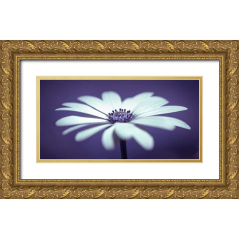 Daisy Flower Gold Ornate Wood Framed Art Print with Double Matting by Frank, Assaf