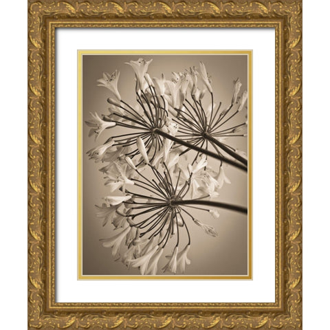African Lily Gold Ornate Wood Framed Art Print with Double Matting by Frank, Assaf