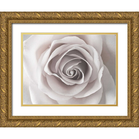 Rose close-up Gold Ornate Wood Framed Art Print with Double Matting by Frank, Assaf