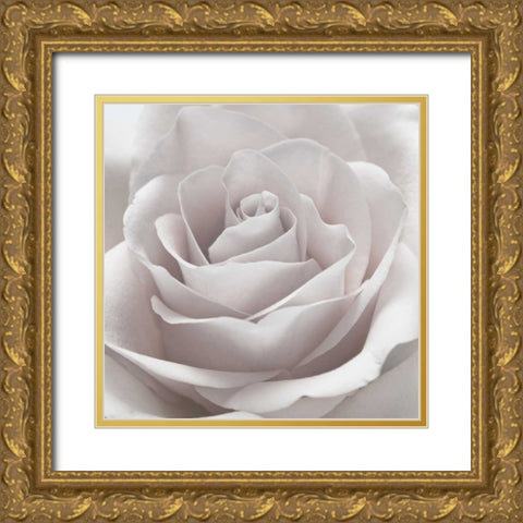 Rose close-up Gold Ornate Wood Framed Art Print with Double Matting by Frank, Assaf