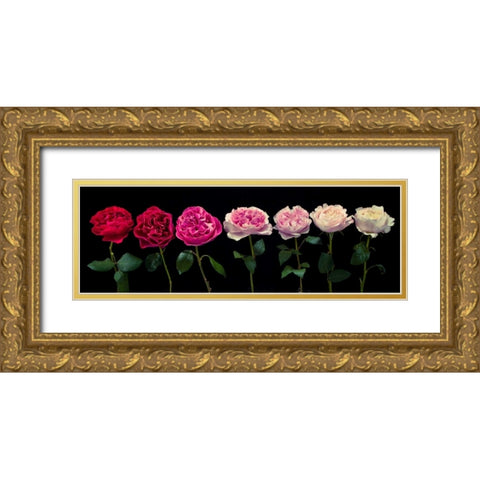 Multi coloured roses in a row Gold Ornate Wood Framed Art Print with Double Matting by Frank, Assaf