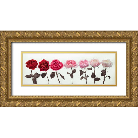Multi coloured roses in a row Gold Ornate Wood Framed Art Print with Double Matting by Frank, Assaf