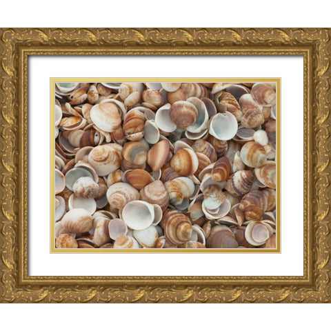 Full frame of sea shells on the beach Gold Ornate Wood Framed Art Print with Double Matting by Frank, Assaf