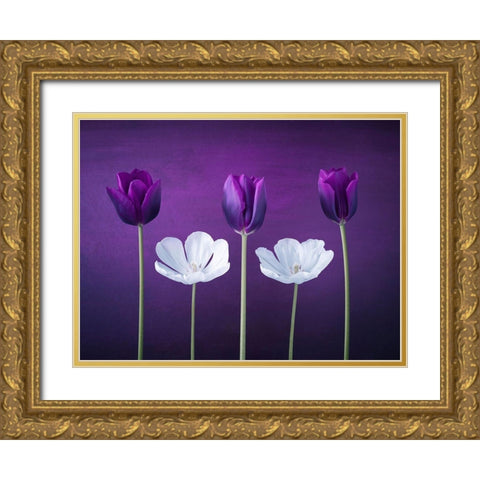 Tulip flowers in a row Gold Ornate Wood Framed Art Print with Double Matting by Frank, Assaf
