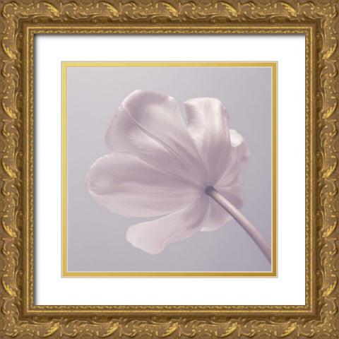 Tulip flower - Closeup Gold Ornate Wood Framed Art Print with Double Matting by Frank, Assaf
