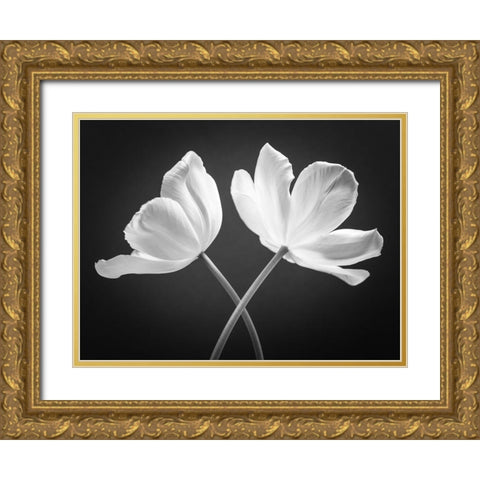 Two Tulip flowers crossed, FTBR-1822 Gold Ornate Wood Framed Art Print with Double Matting by Frank, Assaf