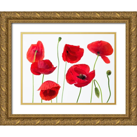 Poppies on white background Gold Ornate Wood Framed Art Print with Double Matting by Frank, Assaf