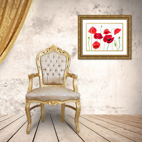 Poppy flowers on white background Gold Ornate Wood Framed Art Print with Double Matting by Frank, Assaf