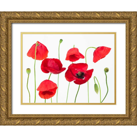 Poppy flowers on white background Gold Ornate Wood Framed Art Print with Double Matting by Frank, Assaf