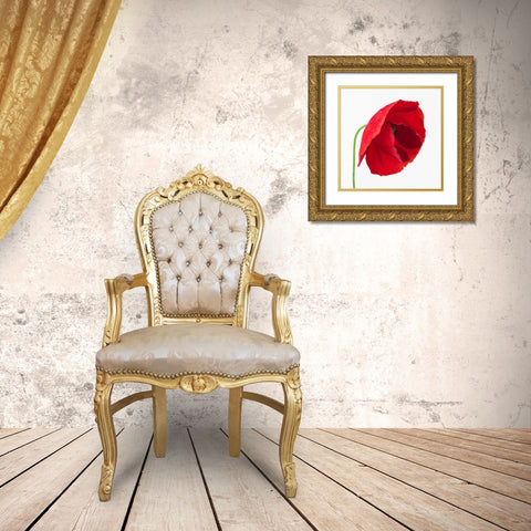 Poppy flower Gold Ornate Wood Framed Art Print with Double Matting by Frank, Assaf