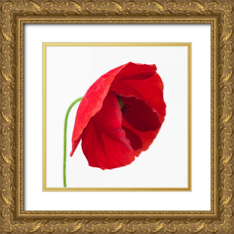 Poppy flower Gold Ornate Wood Framed Art Print with Double Matting by Frank, Assaf