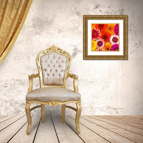 Multi-coloured Gerbera flowers Gold Ornate Wood Framed Art Print with Double Matting by Frank, Assaf
