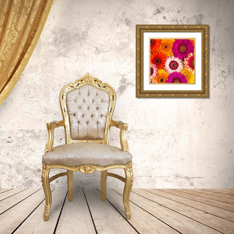 Multi-coloured Gerbera flowers Gold Ornate Wood Framed Art Print with Double Matting by Frank, Assaf