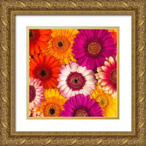 Multi-coloured Gerbera flowers Gold Ornate Wood Framed Art Print with Double Matting by Frank, Assaf