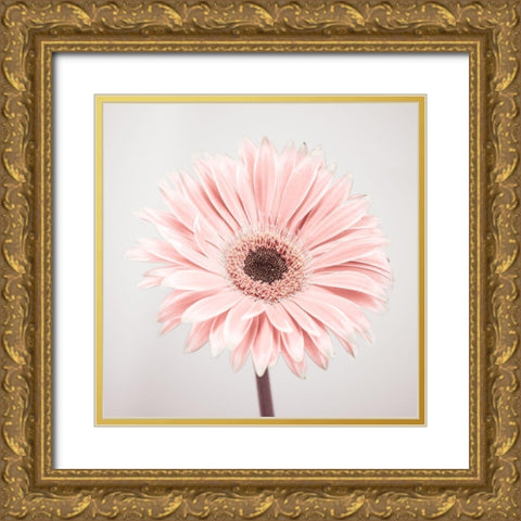 Gerbera Flower - FTBR-1926 Gold Ornate Wood Framed Art Print with Double Matting by Frank, Assaf