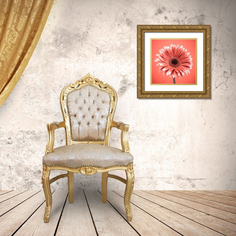 Gerbera Flower - FTBR-1930 Gold Ornate Wood Framed Art Print with Double Matting by Frank, Assaf