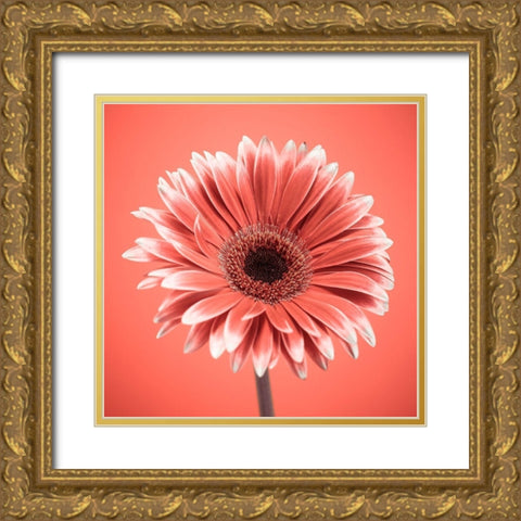 Gerbera Flower - FTBR-1930 Gold Ornate Wood Framed Art Print with Double Matting by Frank, Assaf