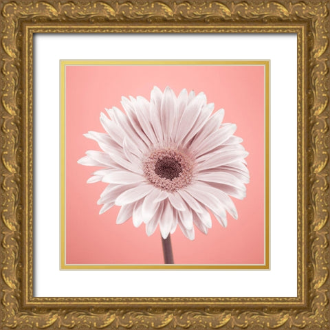 Gerbera Flower - FTBR-1928 Gold Ornate Wood Framed Art Print with Double Matting by Frank, Assaf