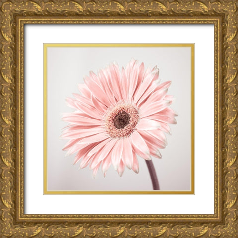 Gerbera Flower - FTBR-1927 Gold Ornate Wood Framed Art Print with Double Matting by Frank, Assaf