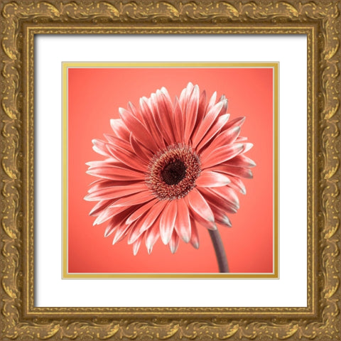 Gerbera Flower - FTBR-1931 Gold Ornate Wood Framed Art Print with Double Matting by Frank, Assaf