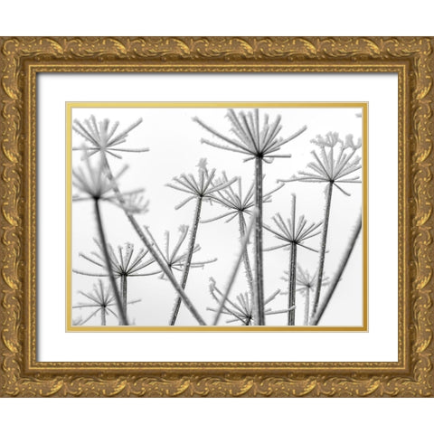 Frosty cow parsley Gold Ornate Wood Framed Art Print with Double Matting by Frank, Assaf