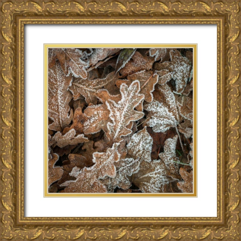 Frosty cow parsley Gold Ornate Wood Framed Art Print with Double Matting by Frank, Assaf