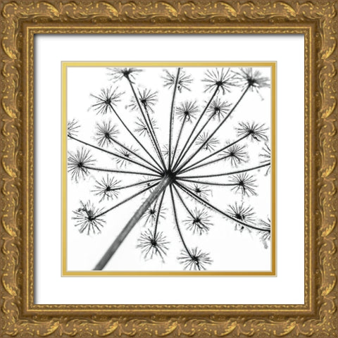 Frosty cow parsley Gold Ornate Wood Framed Art Print with Double Matting by Frank, Assaf