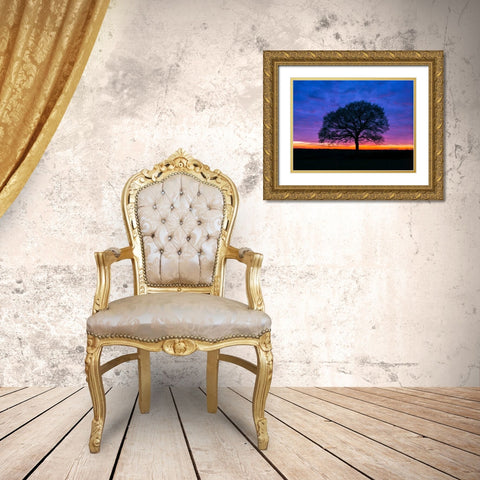 Silhouette of a tree against coloured skies Gold Ornate Wood Framed Art Print with Double Matting by Frank, Assaf