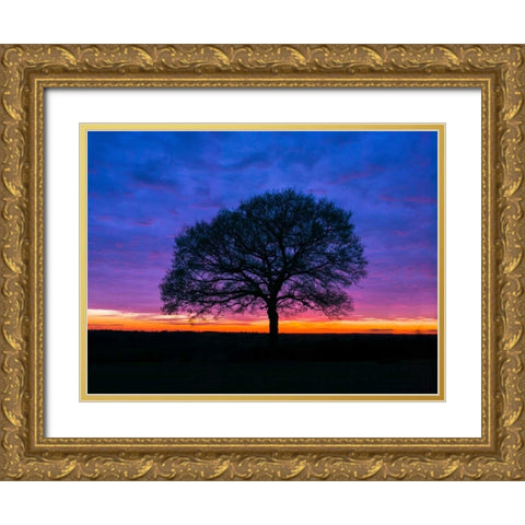 Silhouette of a tree against coloured skies Gold Ornate Wood Framed Art Print with Double Matting by Frank, Assaf